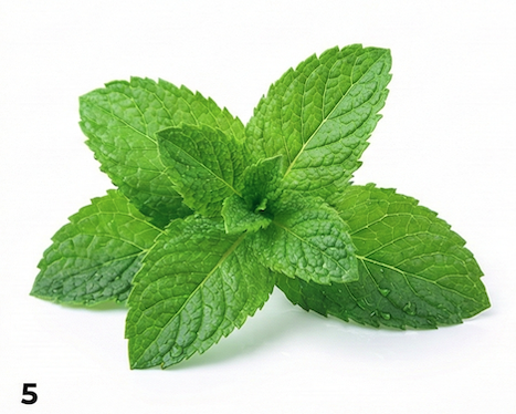 Menta